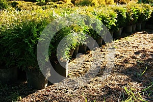 Row of flowerpots with garden plants. Thuja occidentalis northern white-cedar, eastern arborvitae or tree of life