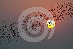 Row of flying bats colony