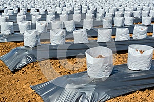 Row of Coconut coir in nursery white bag for farm with fertigation , irrigation system photo