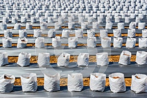 Row of Coconut coir in nursery white bag for farm with fertigation , irrigation system photo