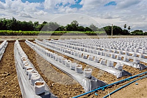 Row of Coconut coir in nursery white bag for farm with fertigation , irrigation system photo