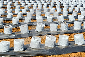 Row of Coconut coir in nursery white bag for farm with fertigation , irrigation system photo