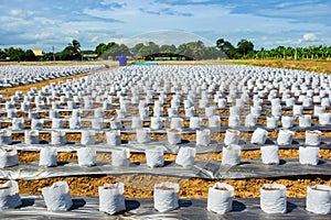 Row of Coconut coir in nursery white bag for farm with fertigation , irrigation system photo