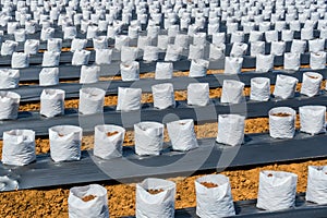 Row fo Coconut coir in nursery white bag for farm with fertigation , photo