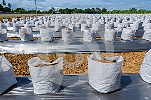 Row fo Coconut coir in nursery white bag for farm with fertigation , irrigation system photo