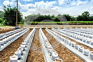 Row fo Coconut coir in nursery white bag for farm with fertigation , irrigation system photo