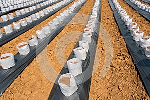 Row fo Coconut coir in nursery white bag for farm with fertigation , irrigation system photo