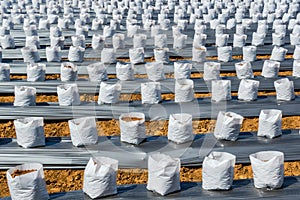 Row fo Coconut coir in nursery white bag for farm with fertigation , photo