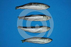 A row of four frozen gray sea fish herring