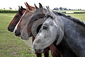 Row of four horses