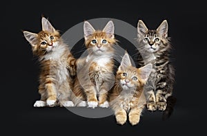 Row of four Maine Coon cats