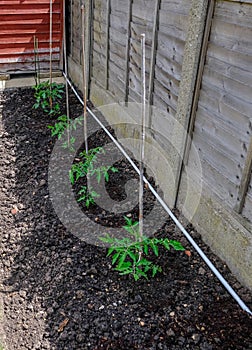 Row of four seedling tomato plants in the soil and attached to a bamboo canes