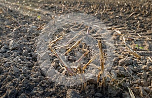 Row of frayed corn stubbled from close