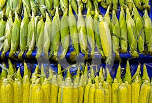 A row of fresh corn cobs.