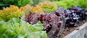 Row of Fresh Lettuce Plants in Garden