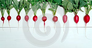 Row of  fresh organic red radishes with tops on white wooden background. Top view. Vegetable background. Free space for text