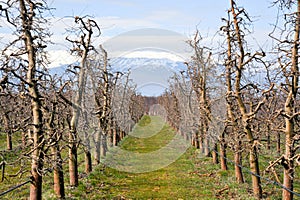 row of fresh  pruned apple trees in an orchard in march