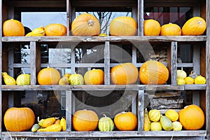 Row of fresh pumpkins in wooden frame