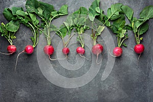 Row of Fresh Raw Organic Red Radishes with Greenn Leaves Arranged in Upper Row Border on Dark Concrete Stone Background