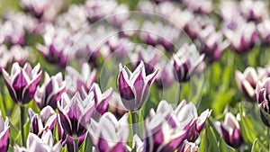 Row of fresh Tulip flowers in the farm during spring time