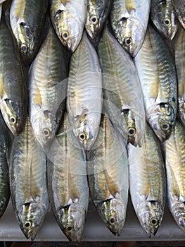 Row of fresh Yellow stripe scad fish