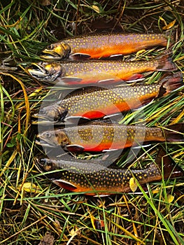 Row of Freshly Caught Brook Trout