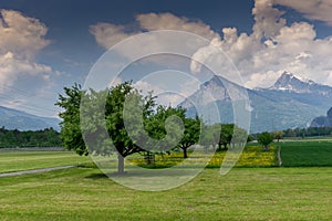 Row of fruit orchard trees and farm fields in idyllic mountain landscape