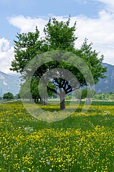 Row of fruit orchard trees and farm fields in idyllic mountain landscape