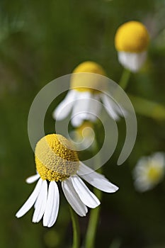 A row of German chamomile flowers in bloom.