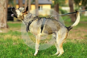 Happy young german shepherd dog barking and spitting on the grass in the forest. photo