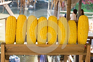 Row of golden corn