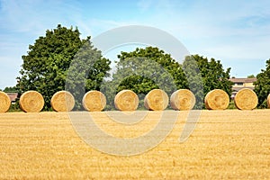 Row of Golden Hay Bales in a Sunny Summer Day - Padan Plain Italy