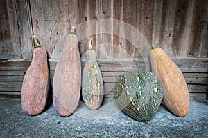 Row of gourd vegetable leaning against a wooden building