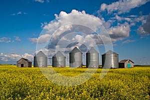 Row of grain bins in a yellow field