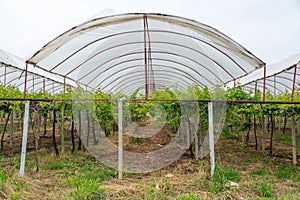 Row of Grape Fruit Plant in Vineyard with Green leaf