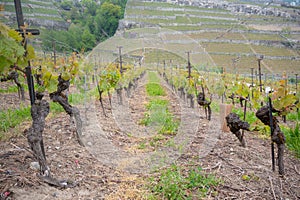 Row of  grape in vineyard in rural area of Switzerland