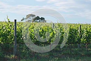 Row of grapes at winery