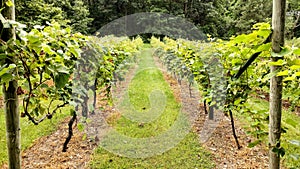 Row of Grapevines in a Vineyard