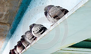 Row of gray pigeons sitting on steel beam.