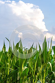 Row of Green Corn Under Blue Sky