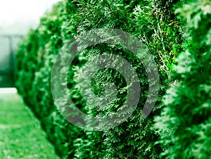 Row of green fir tree bokeh object background photo