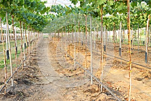 Row green grape farm