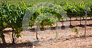Green grapevines growing in vineyard with bunches of grapes