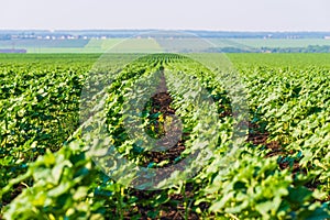 Row of green ripening agroculture field, agricultural landscape