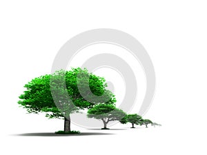 Row of green trees