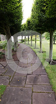 Row of green trees curving round paved path