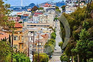 Row of green trees lining road with telephone wires crisscrossing and residential buildings in city