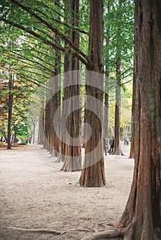 Row of green trees in Nami Island, Korea.