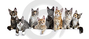 Row / group of eight multi colored Maine Coon cat kittens isolated on a white background photo