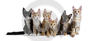Row / group of six multi colored Maine Coon cat isolated on white background